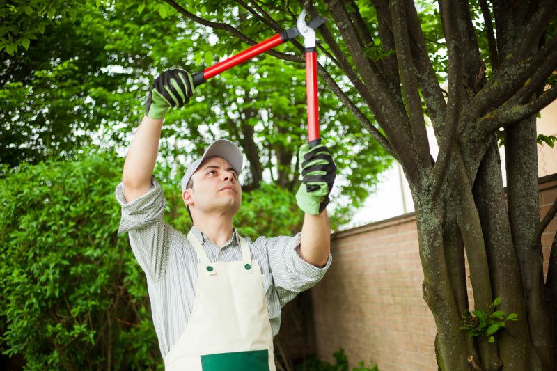 Specialized Tree Care Experts